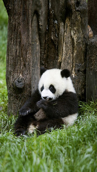 Cute animals 14