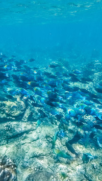 The underwater world