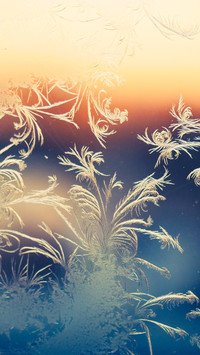 Frosty ferns