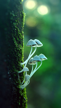Macro green plants