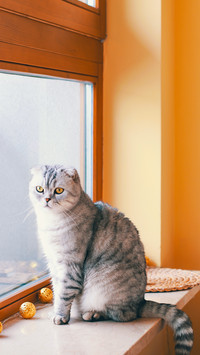 Domestic purebred gray cat sits on a windowsill