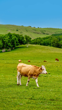 Cattle grazing on the grassland