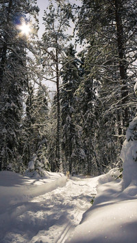 Snow and tree landscape