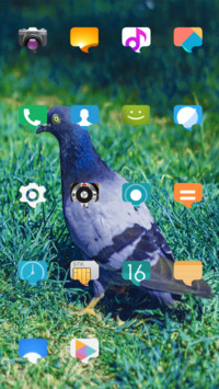 My Pigeon_DWM19