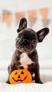 Happy beautiful gray pet doggy celebrates Halloween