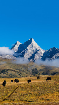 丁真的家乡美景