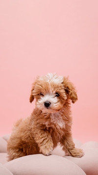 Adorable Maltese and Poodle mix Puppy