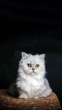 Test the intelligence level of your furry child