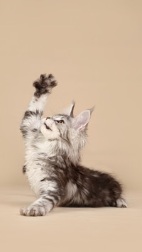 What does a cat giving a mouse as a gift mean