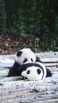 Baby Pandas