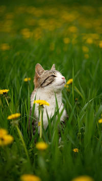 Photo of a tabby cat in the green grass with dandelions