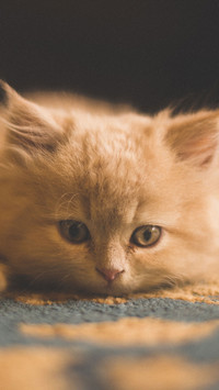 小奶猫-视觉中国