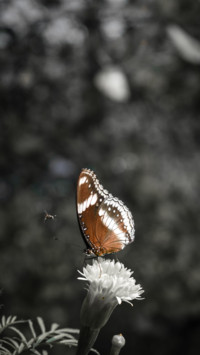 Atly Edoor (4)