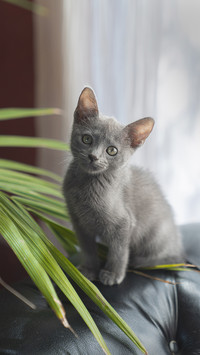给猫咪一些安全感