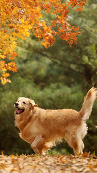 有爱的导盲犬