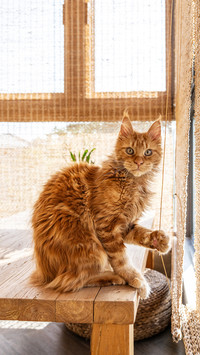 Curiosity is the nature of cats throughout their lives