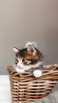 Adorable tricolor kitten sitting in wooden wicker basket