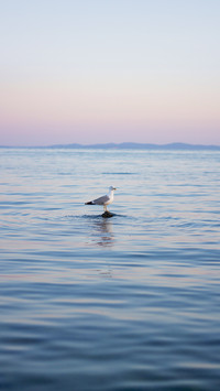 Seagull sits on a stone in the sea