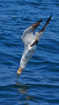 South african bonito wildlife africa