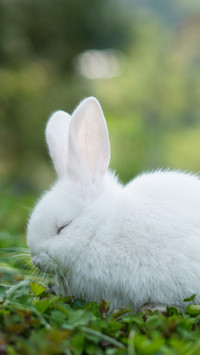 The sleeping little white rabbit