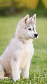 Dog336