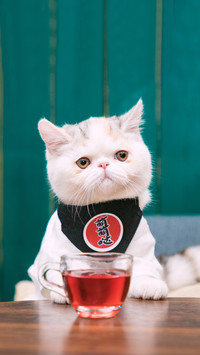 猫咪居然是液体