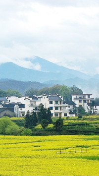 江西婺源  油菜花海