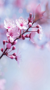 Flowers and plants