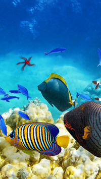 Swimming fish