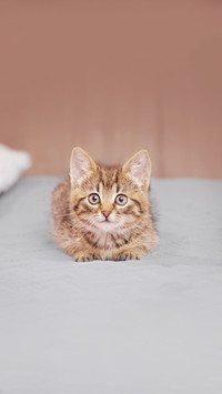 Portrait of a cute tabby kitten looking at the camera
