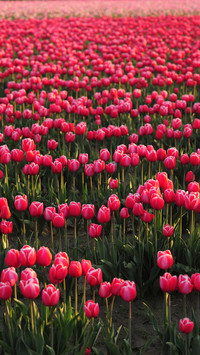 Magnificent flower fields
