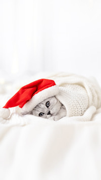 Striped Scottish fold kitten in Santa hat on white bed