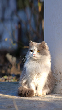 Amazed cat outdoors in winter during snowfall