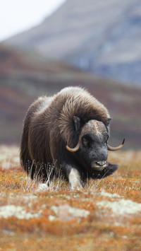Prehistoric animals that have survived to this day 57