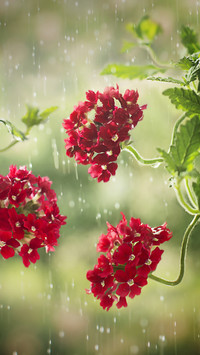 It is difficult to raise flowers in rainy season 23