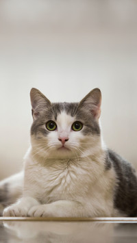 Portrait of nice white and gray domestic cat