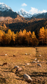 There are sheep on the grassland in autumn
