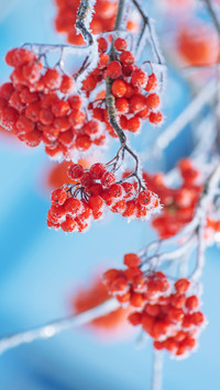 Winter plants