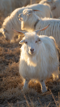 A goat under the setting sun