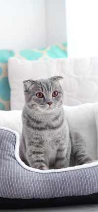 可爱的猫咪壁纸-锐景创意