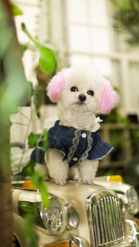 Inventory of dogs that cannot shed their fur