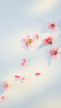 The Open Peach Petals Are Scattered on the White Background