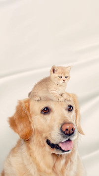 猫狗和谐-拍信图库