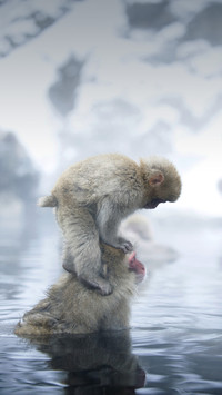 Japanese monkeys can soak in hot springs