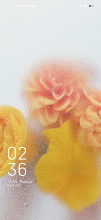  yellow roses