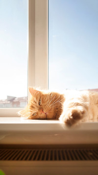 Red cat lying on window sill in daylight near the heater