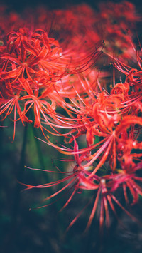 彼岸花6
