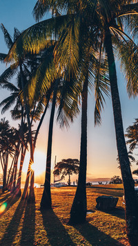 Coconut groves by the seaside in port douglas
