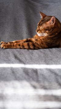 A lazy cat