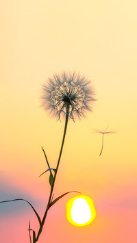 Dandelion seeds are flying against